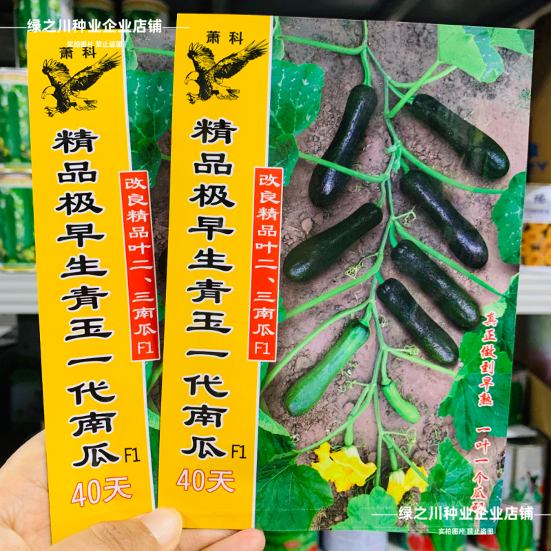 纯黑七叶南瓜种子极早熟青玉一代南瓜种籽老瓜面甜嫩南瓜种子