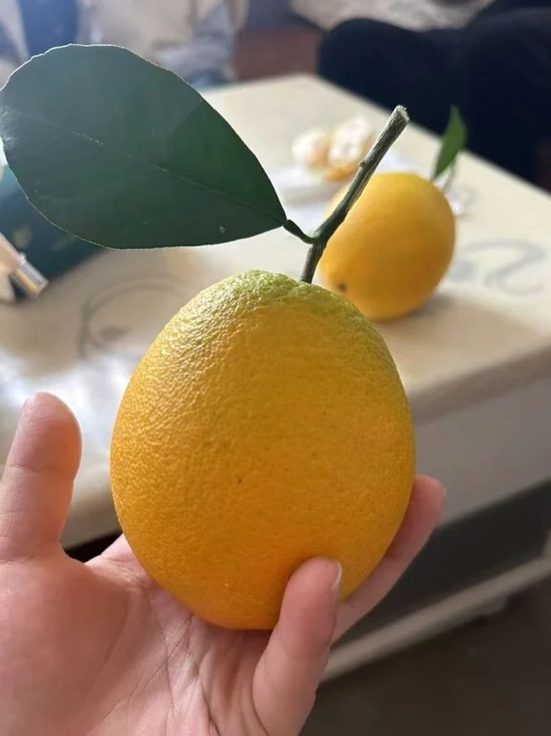 江西正宗脐橙之乡赣南脐橙