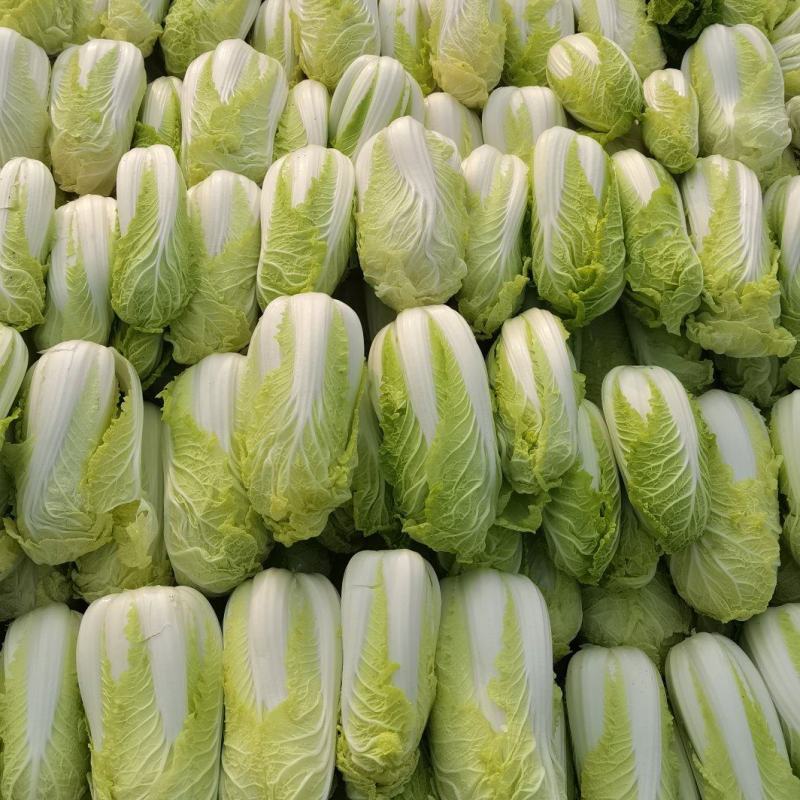 自产自销，鲜菜～娃娃菜大量有货，价位美丽，品质优越……