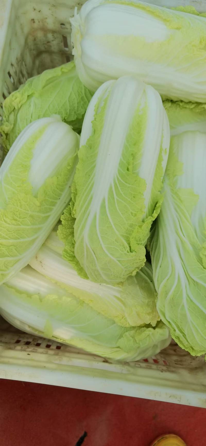 自产自销，鲜菜～娃娃菜大量有货，价位美丽，品质优越……