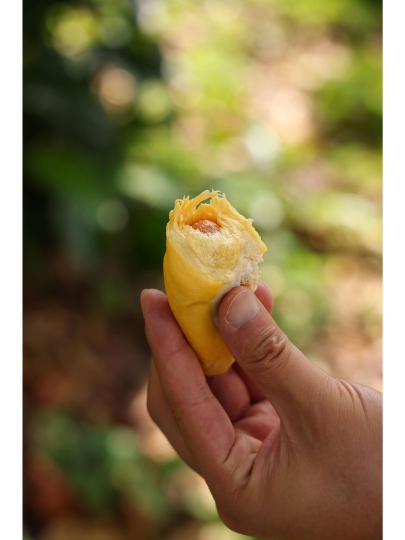 液氮猫山王D101马来西亚产地直供品质保证