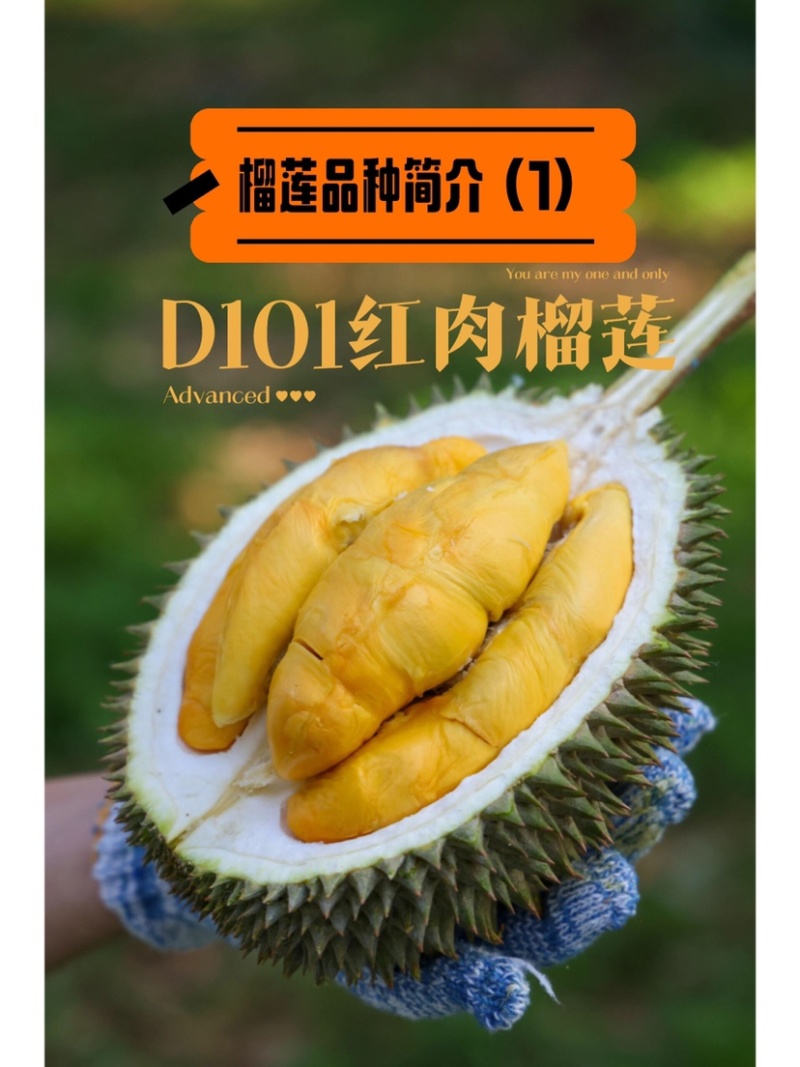 液氮猫山王D101马来西亚产地直供品质保证