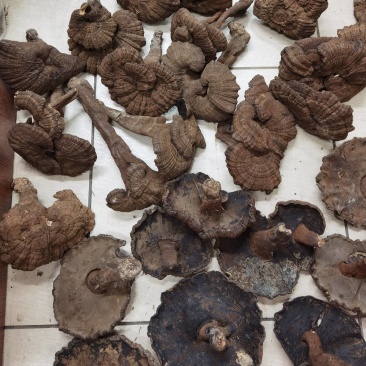 《包邮》野生新货香血灵芝一手货源野生黑肉香血灵芝质量保证