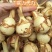 云南大《慈菇》茨菇，整车代收代发(全国电商一件代发)