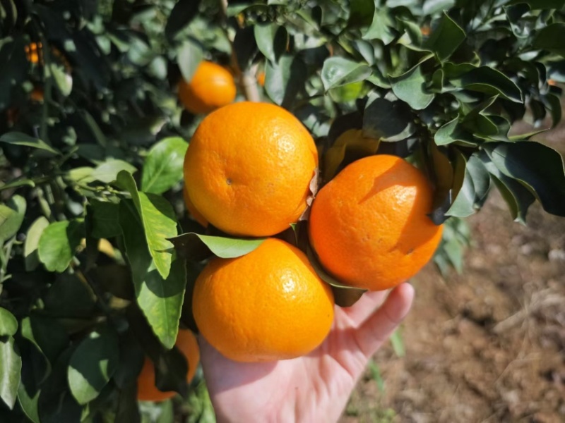 蜜橘湖北蜜桔皮薄多汁物美价廉对接市场电商商超