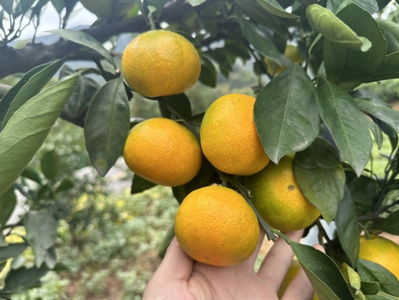 蜜橘湖北蜜桔皮薄多汁物美价廉对接市场电商商超