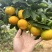 蜜橘湖北蜜桔皮薄多汁物美价廉对接市场电商商超