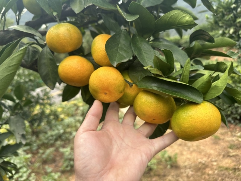 蜜橘湖北蜜桔皮薄多汁物美价廉对接市场电商商超