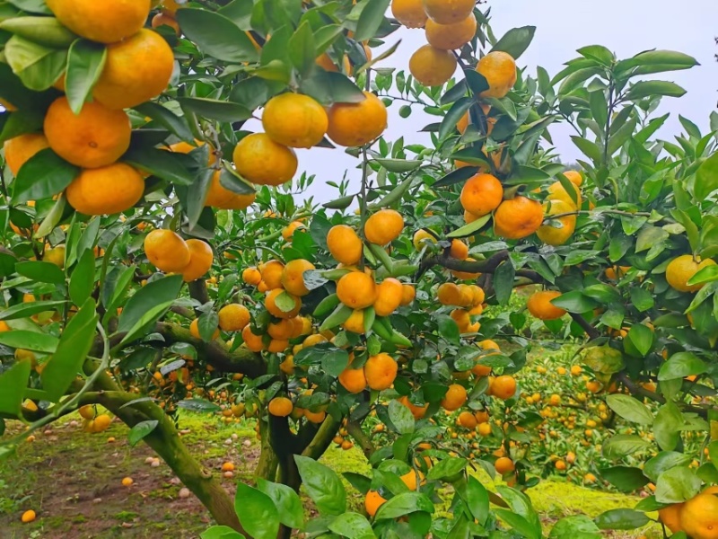 蜜橘湖北蜜桔皮薄多汁物美价廉对接市场电商商超