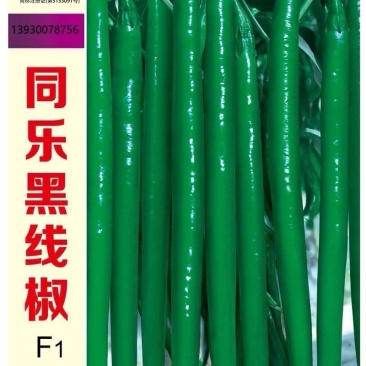 辣椒种子同乐黑线椒青红两用椒条顺直光泽度好辣味强