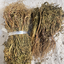 水黄连水灵芝草货源充足保真保量