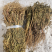 水黄连水灵芝草货源充足保真保量