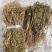 水黄连水灵芝草货源充足保真保量
