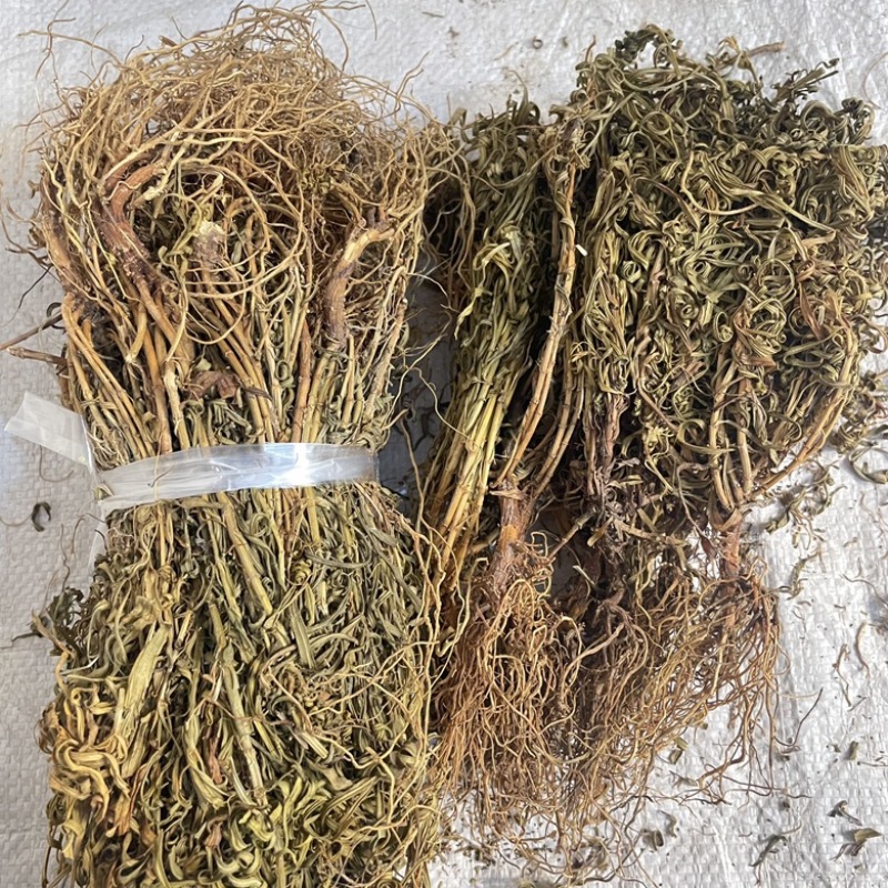 水黄连水灵芝草货源充足保真保量