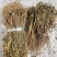 水黄连水灵芝草货源充足保真保量
