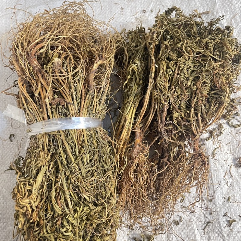 水黄连水灵芝草货源充足保真保量
