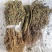 水黄连水灵芝草货源充足保真保量