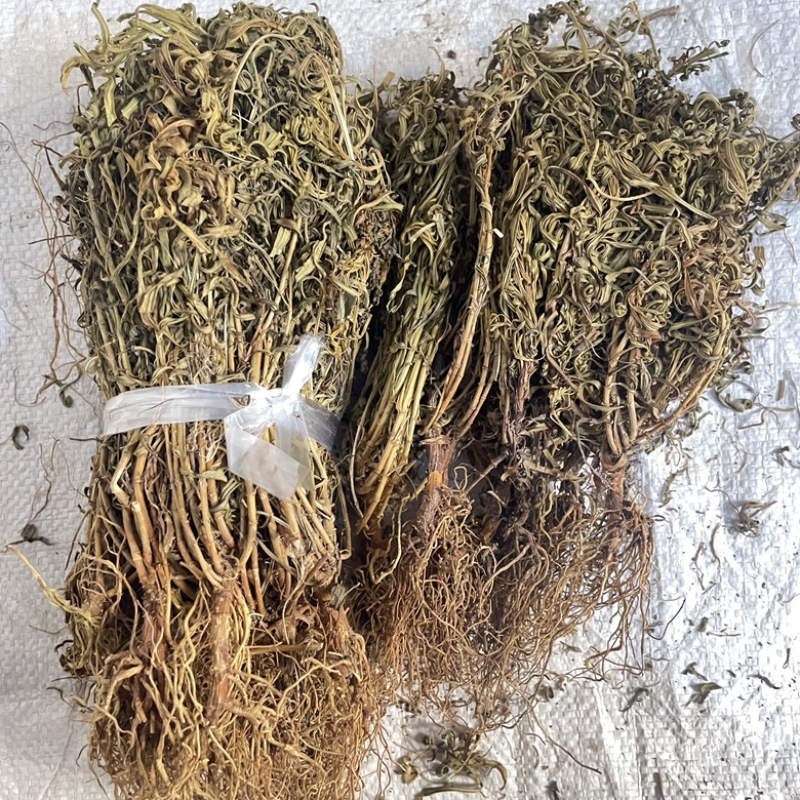 水黄连水灵芝草货源充足保真保量