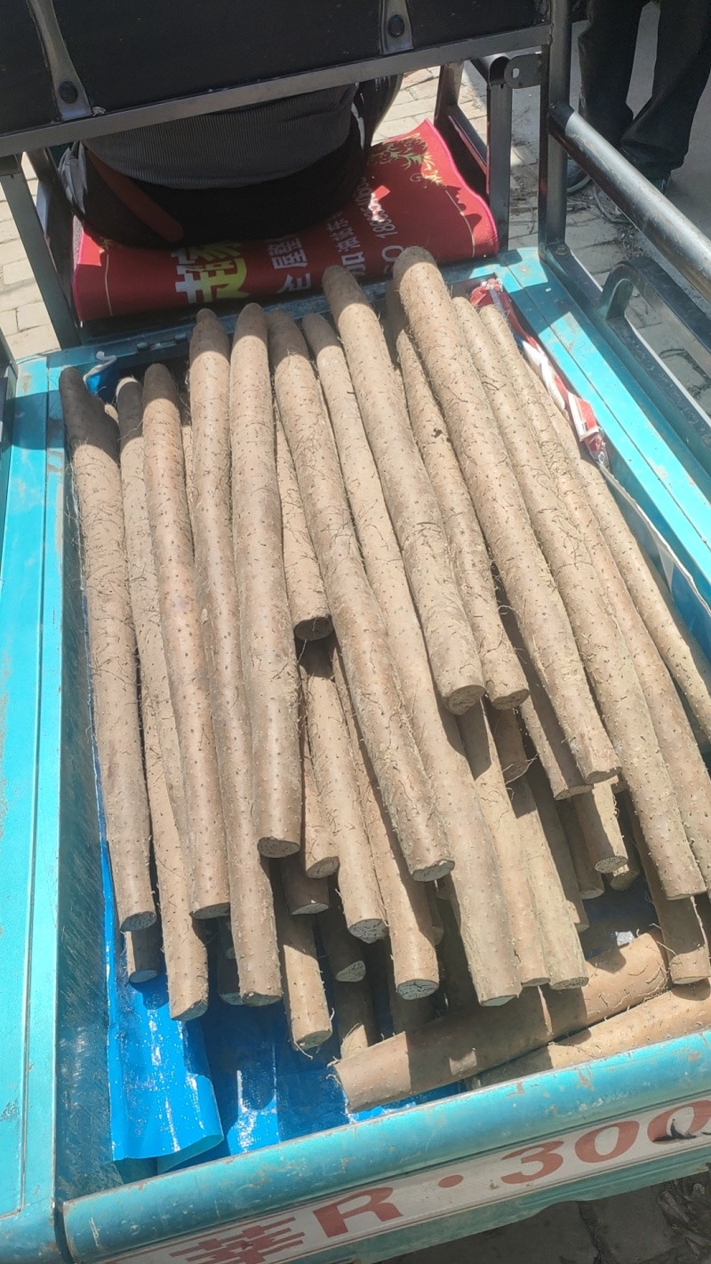 新白玉山药，双棒山20到40电商货价格实惠大量上市