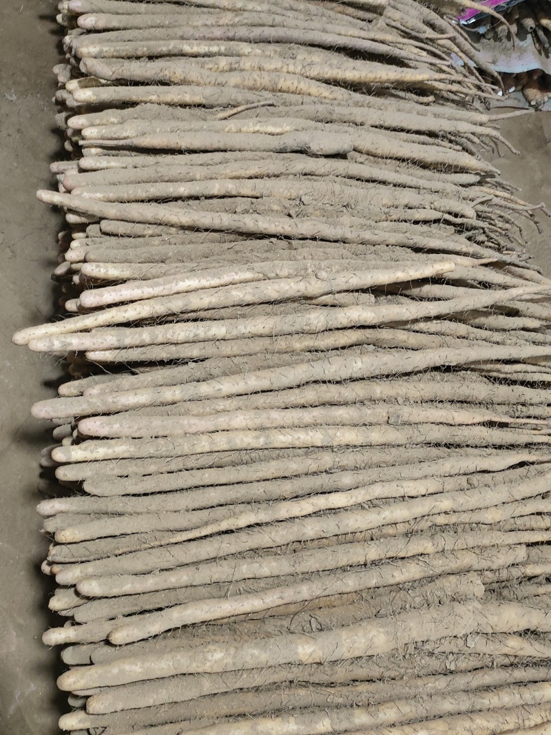 新白玉山药，双棒山20到40电商货价格实惠大量上市