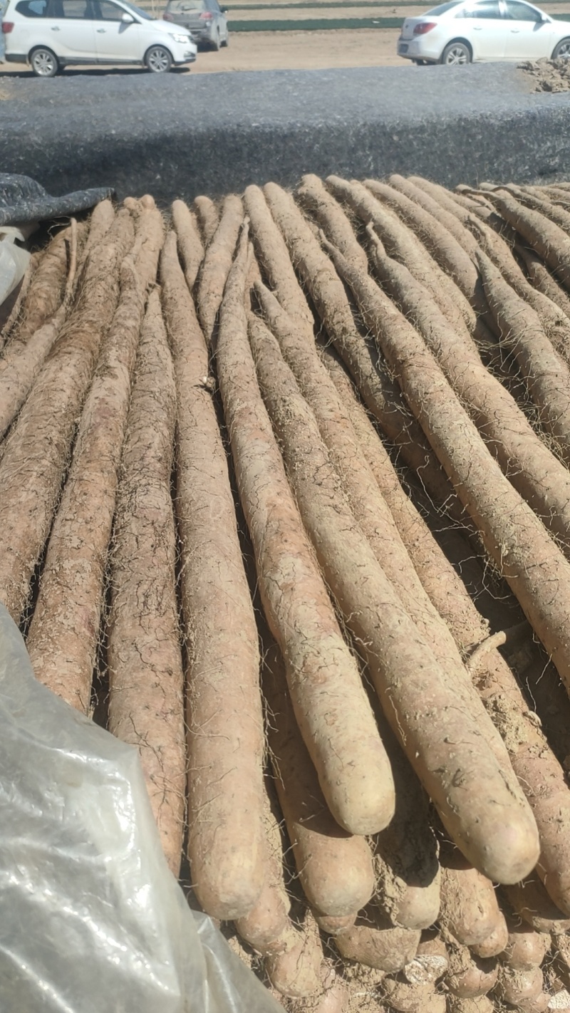 新白玉山药，双棒山20到40电商货价格实惠大量上市