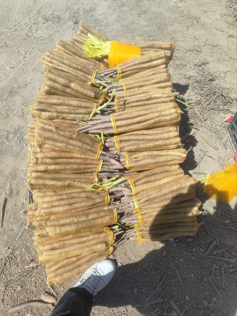 新白玉山药，双棒山20到40电商货价格实惠大量上市