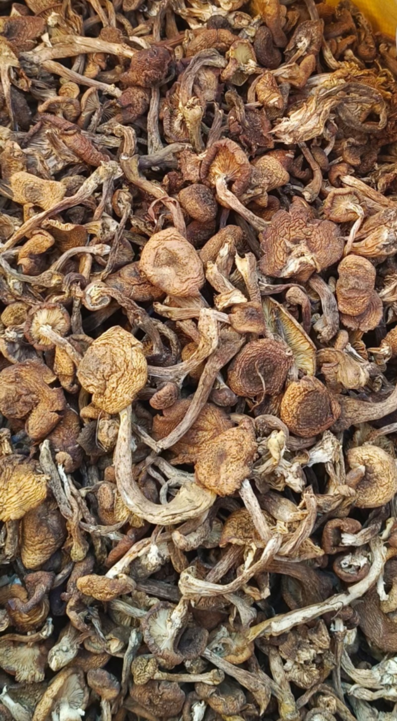 东北野生榛蘑蘑菇丁黑龙江榛蘑丁榛蘑片东北野生榛蘑
