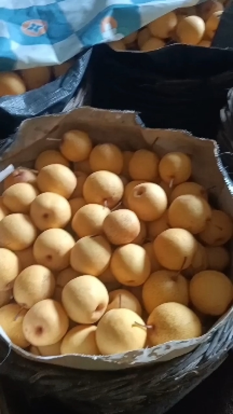 新鲜白梨，甜脆多汁，健康美味，**特惠！