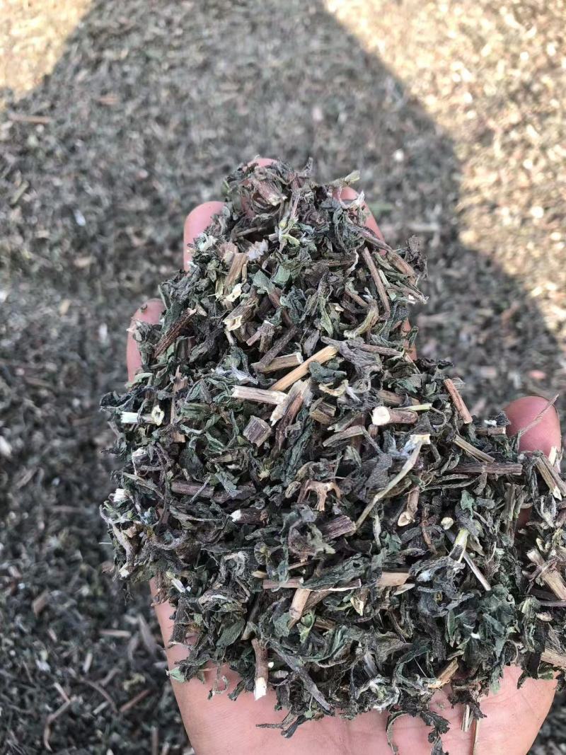 墨汉莲，青叶红杆，过筛子，今年新。可以看一下图和小视频。