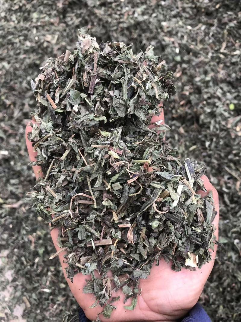 墨汉莲，青叶红杆，过筛子，今年新。可以看一下图和小视频。