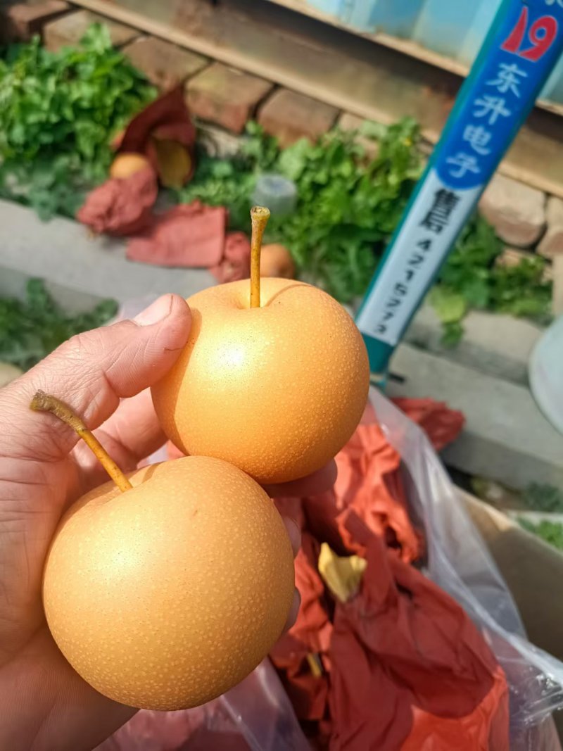 秋月梨有货，常年有货，价格**美丽