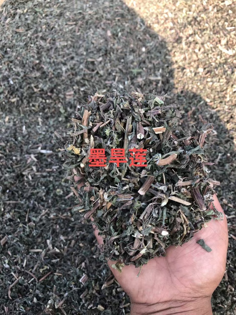 墨汉莲，青叶红杆，过筛子，今年新。可以看一下图和小视频。