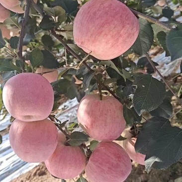 红富士苹果山东苹果（规格齐全）对接全国电商市场批发国