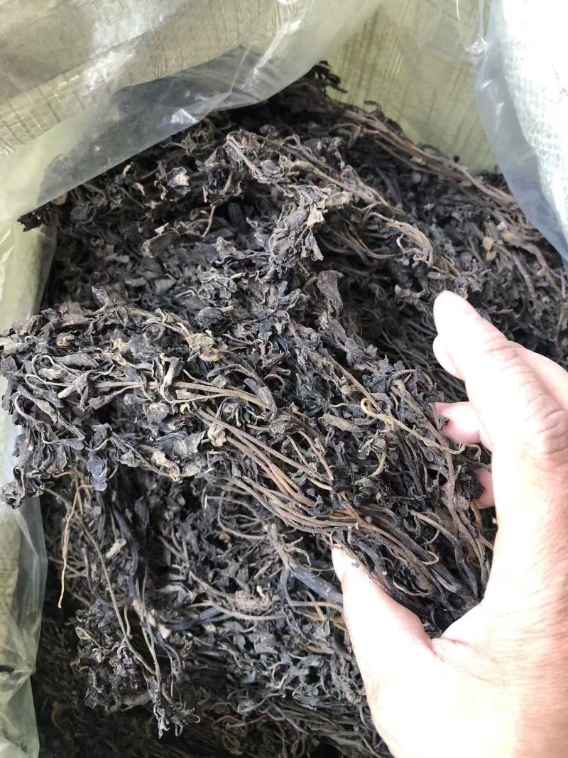 马齿苋，前期嫩，可以包包子，包饺子。大家可以看一下小视频和图