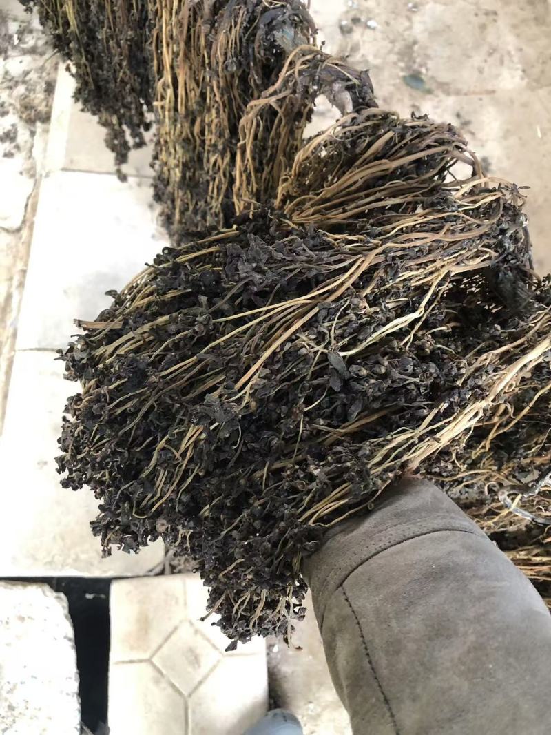 马齿苋，前期嫩，可以包包子，包饺子。大家可以看一下小视频和图