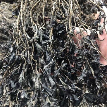 马齿苋，前期嫩，可以包包子，包饺子。大家可以看一下小视频和图