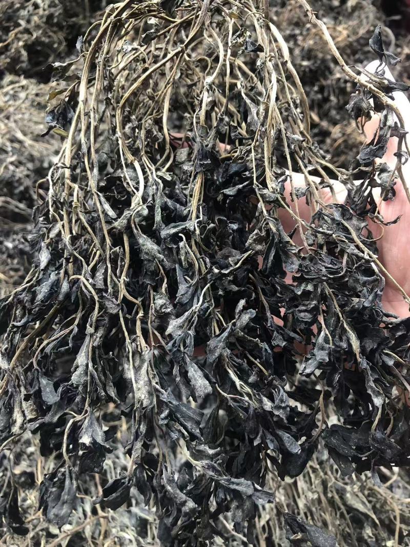 马齿苋，前期嫩，可以包包子，包饺子。大家可以看一下小视频和图