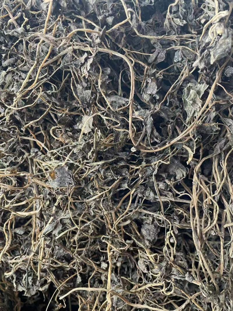 马齿苋，前期嫩，可以包包子，包饺子。大家可以看一下小视频和图