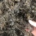 马齿苋，前期嫩，可以包包子，包饺子。大家可以看一下小视频和图