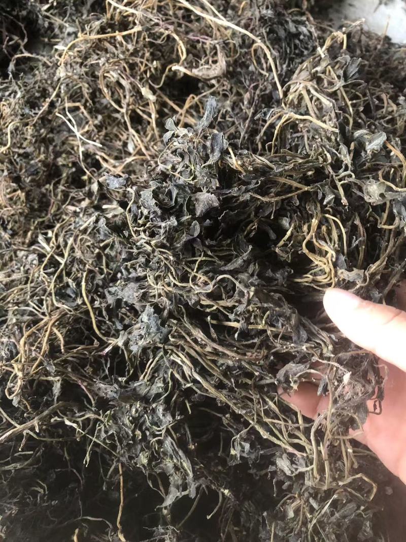 马齿苋，前期嫩，可以包包子，包饺子。大家可以看一下小视频和图