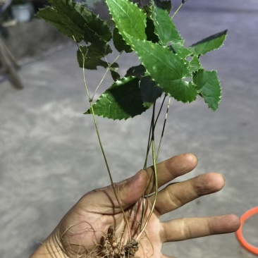 柔毛淫羊藿种苗