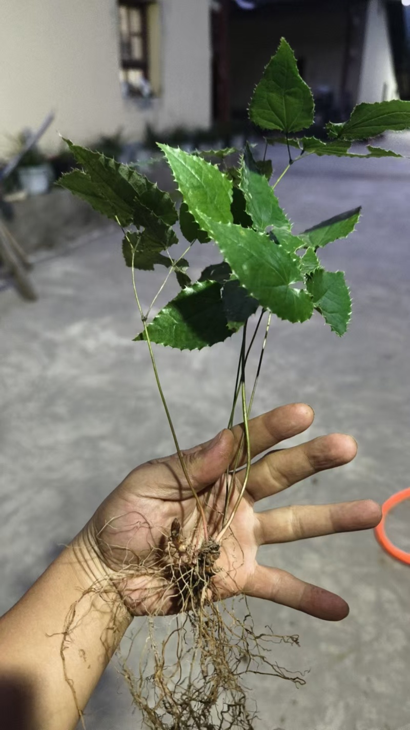 柔毛淫羊藿种苗