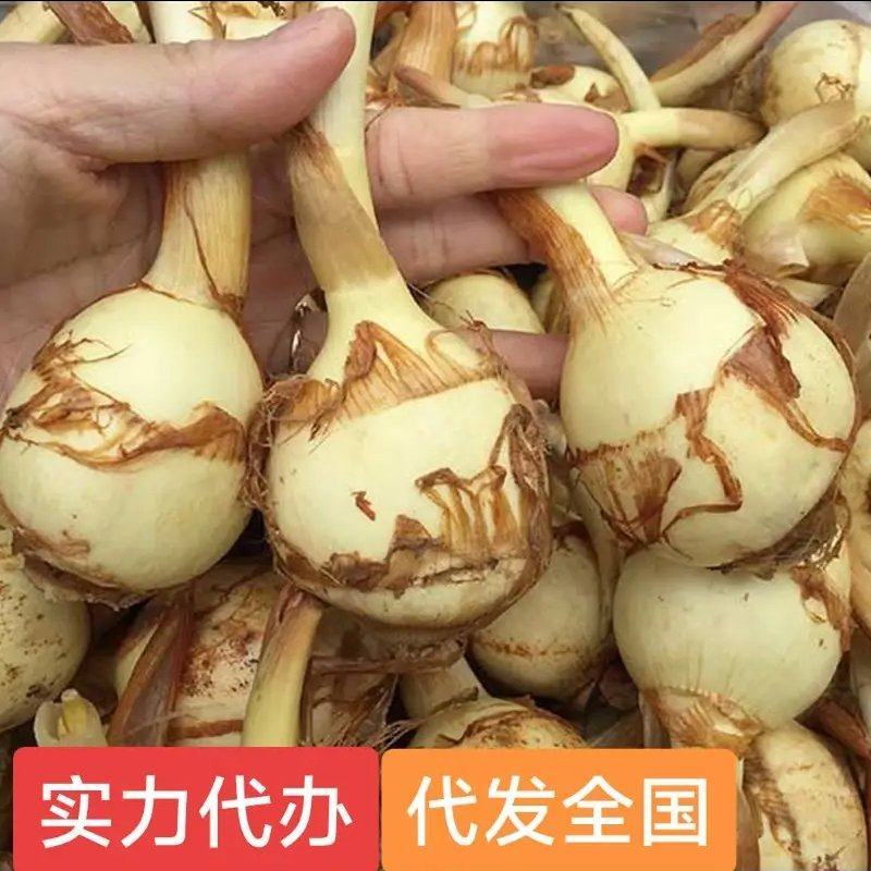 云南大《茨菇》慈菇，代办欢迎全国客商来产地批发订购。