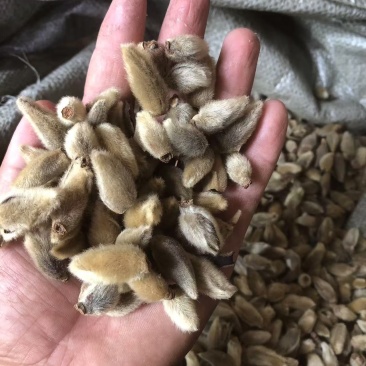 辛夷花,今年新,过筛子过风机。大家可以看一下图片和小视频。。