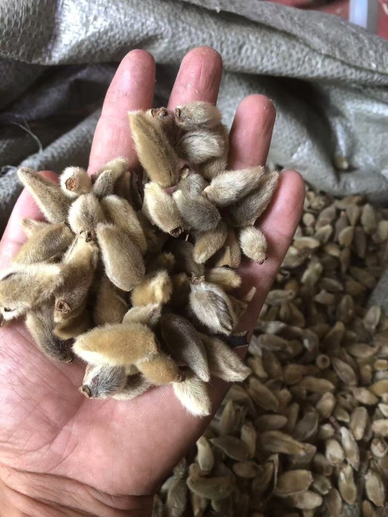 辛夷花，今年新，过筛子过风机。大家可以看一下图片和小视频。。