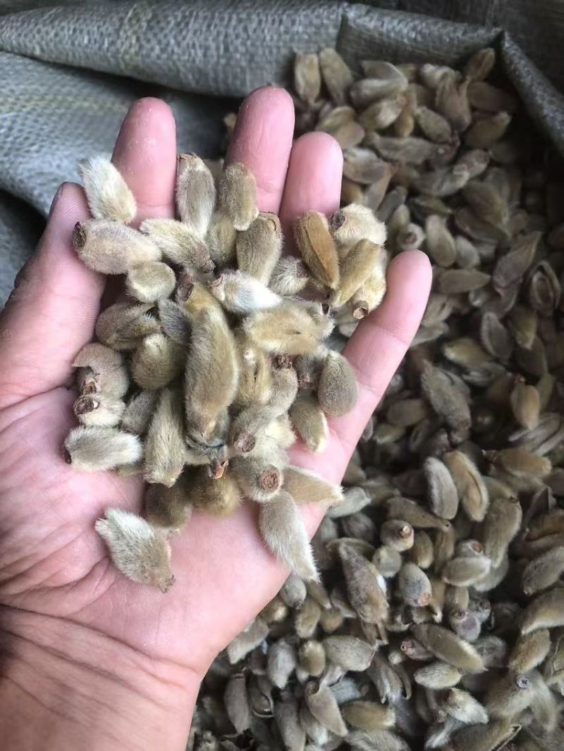 辛夷花，今年新，过筛子过风机。大家可以看一下图片和小视频。。