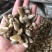 辛夷花,今年新,过筛子过风机。大家可以看一下图片和小视频。。