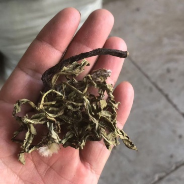 蒲公英，婆婆丁，都是人工挑拣，然后水洗。带跟儿可以看一下图片