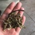 蒲公英，婆婆丁，都是人工挑拣，然后水洗。带跟儿可以看一下图片