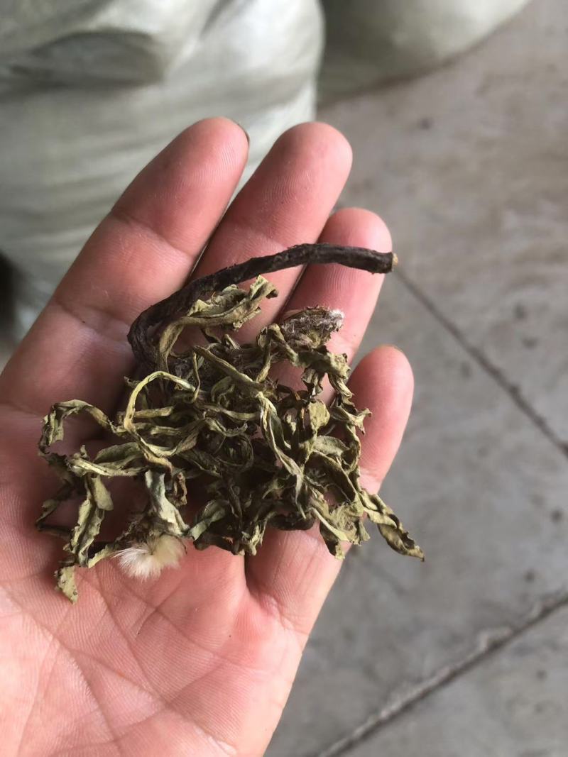 蒲公英，婆婆丁，都是人工挑拣，然后水洗。带跟儿可以看一下图片